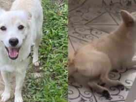 Cadela aparece feliz e em recuperação após caso de maus-tratos em Olinda, Pernambuco