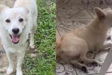 Cadela aparece feliz e em recuperação após caso de maus-tratos em Olinda, Pernambuco