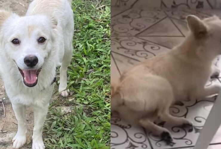 Cadela aparece feliz e em recuperação após caso de maus-tratos em Olinda, Pernambuco