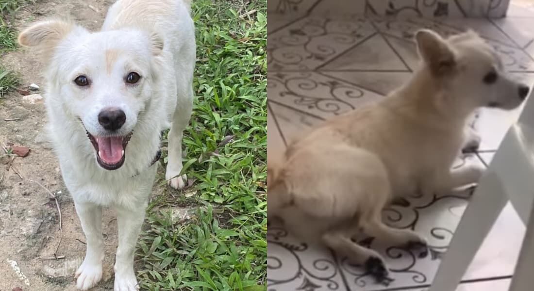 Cadela aparece feliz e em recuperação após caso de maus-tratos em Olinda, Pernambuco
